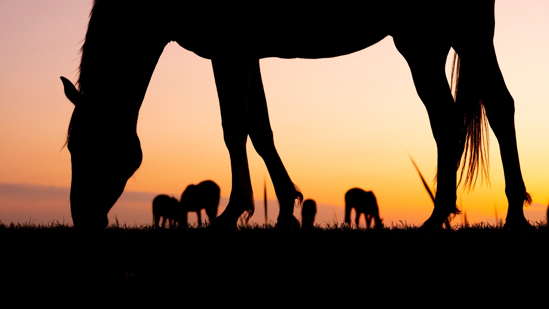 Silhouettes of Horses in Meadow against Colorful Setting Sun